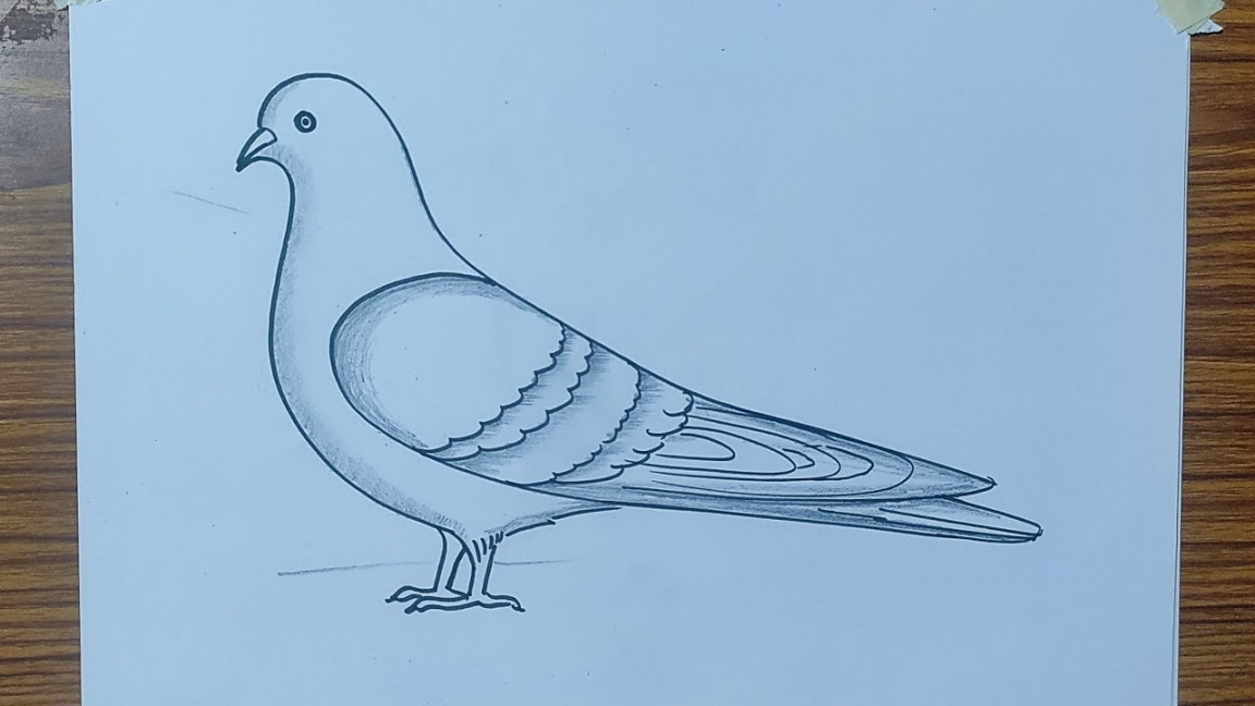 pigeon drawing in easy way, dove drawing very easy, pigeon drawing easy  method