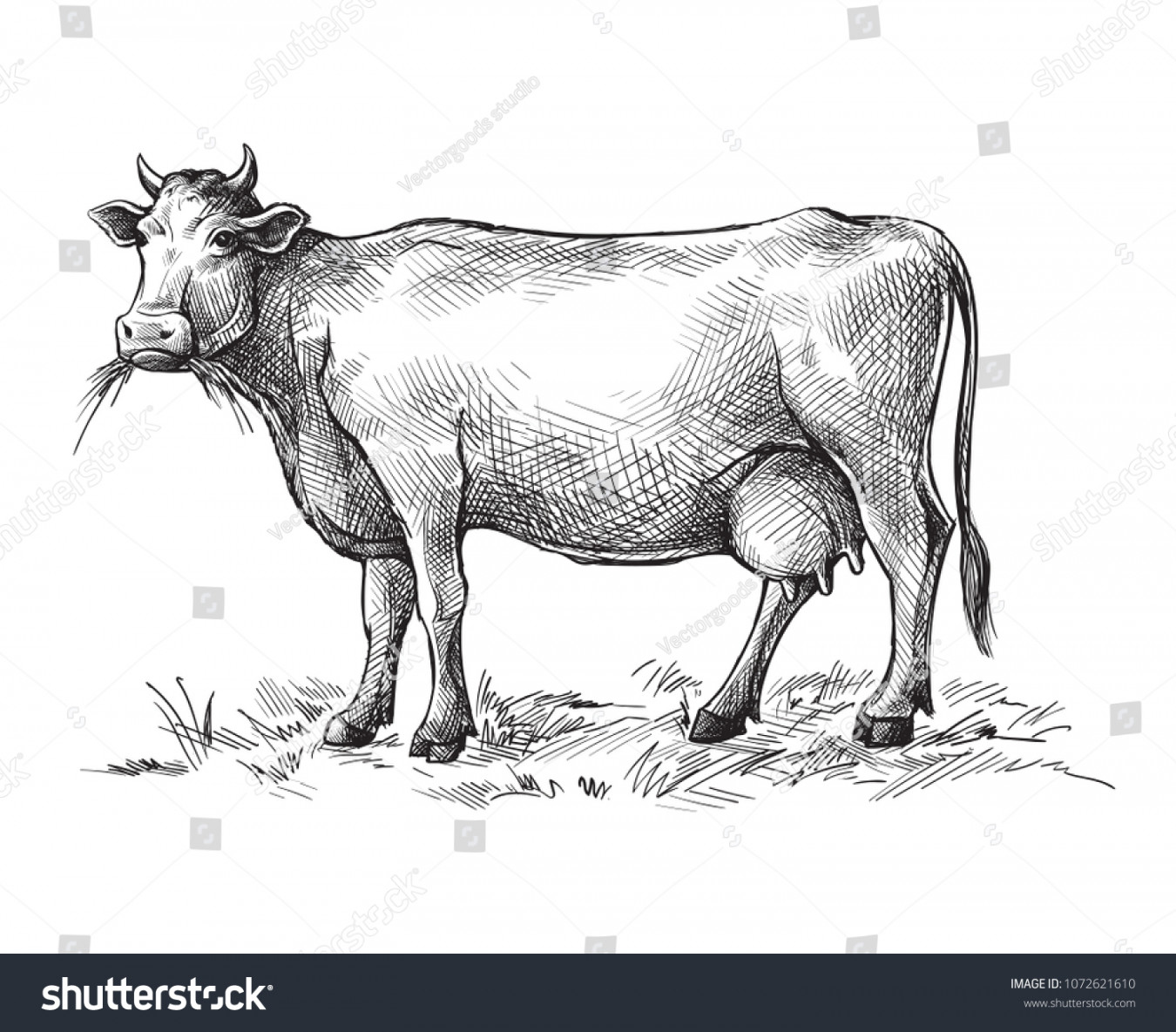 Sketches Cow Drawn By Hand Livestock Stock Vector (Royalty Free