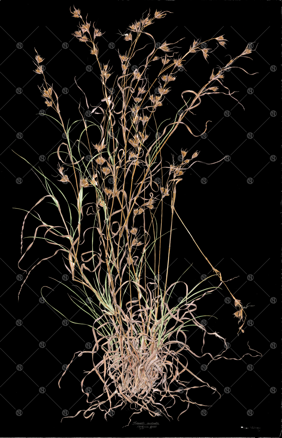 Themeda triandra, Kangaroo Grass