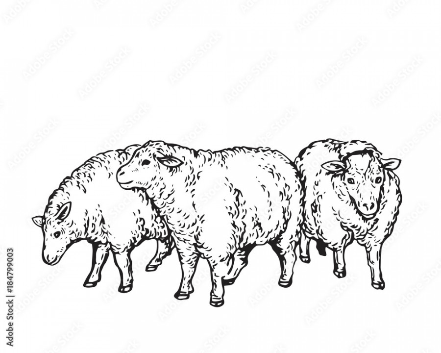 Vintage Hand Drawing Muslim Animal Qurban Group Sketch - Sheep