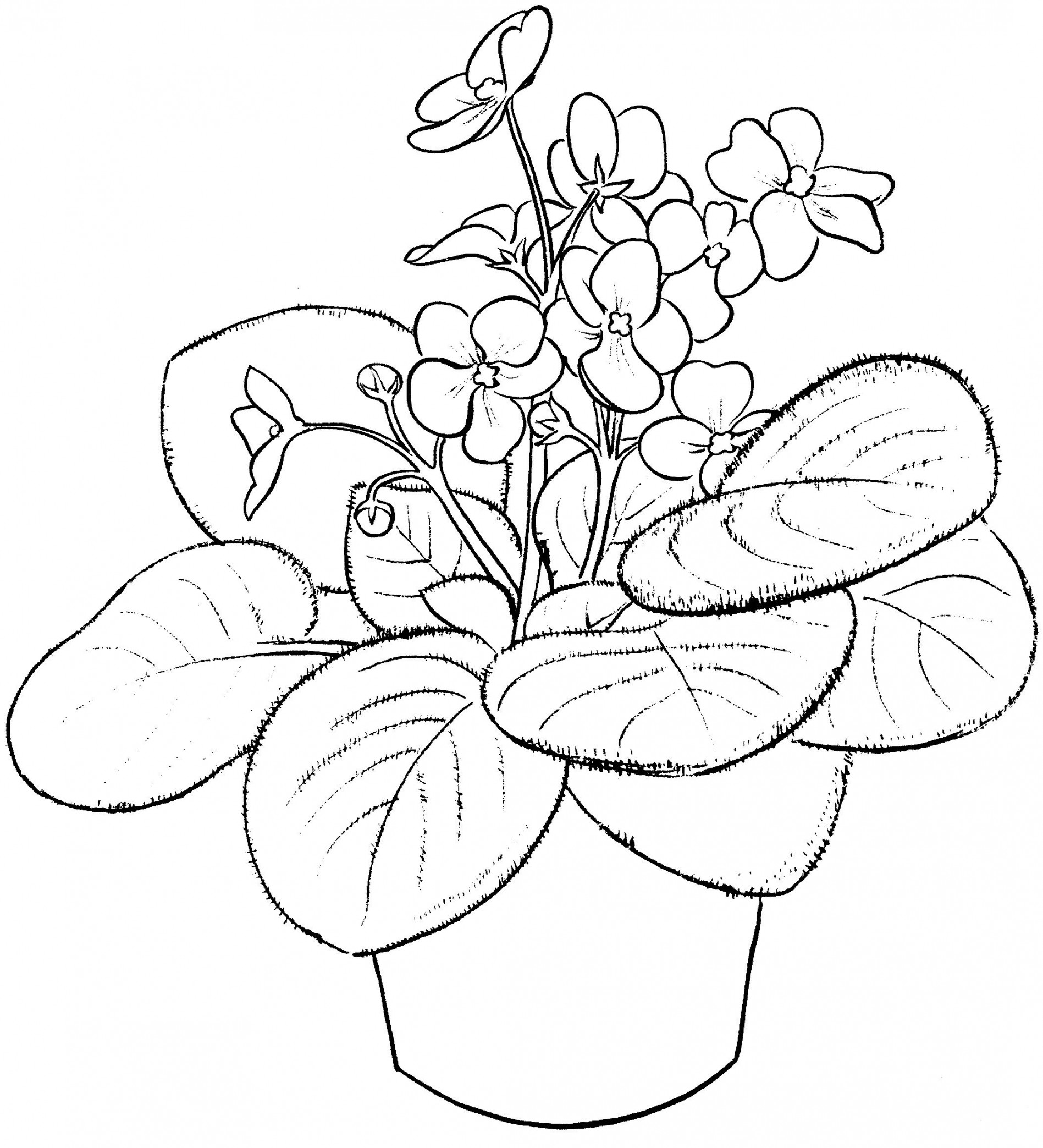 Violet Coloring Pages - Best Coloring Pages For Kids  Flower