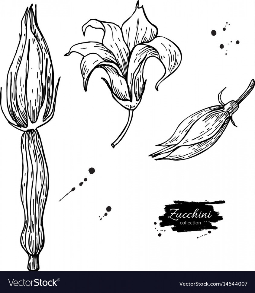 Zucchini flower hand drawn set Royalty Free Vector Image