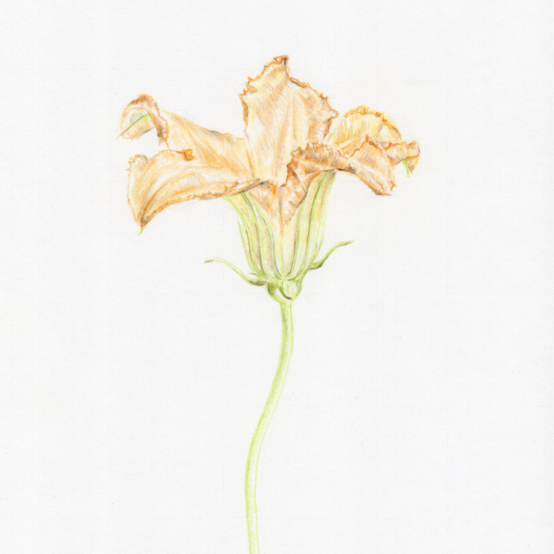 Zucchini Flower  Original Botanical Drawing – Carmen Hui Art