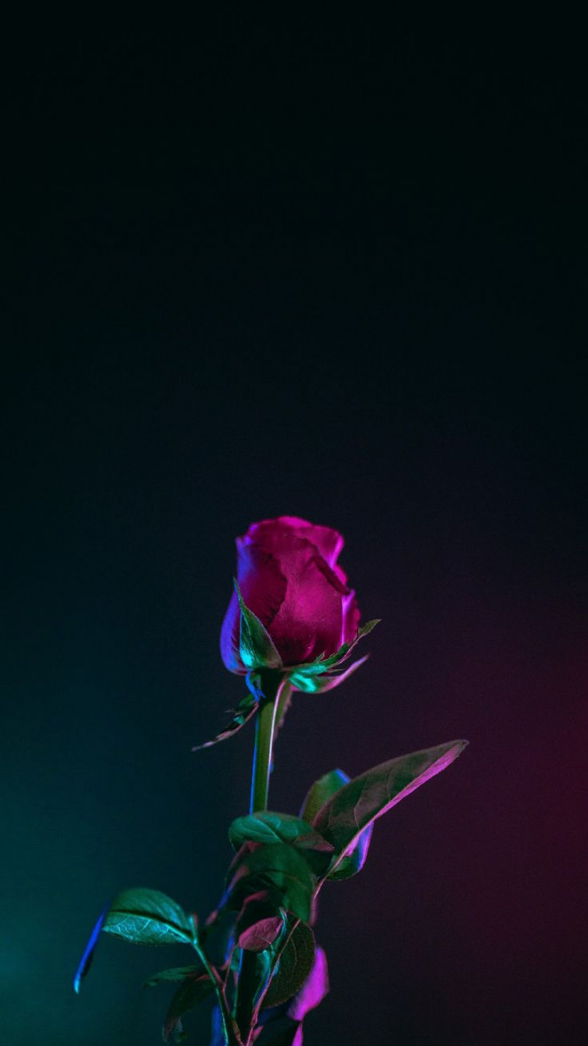 A Rose Phone Wallpaper Lockscreen HD K Android iOS Check more at