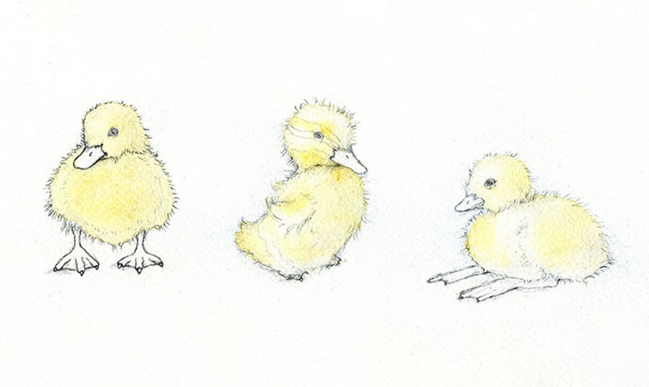 Adorable Art: Learn How to Draw and Paint a Duckling  Craftsy