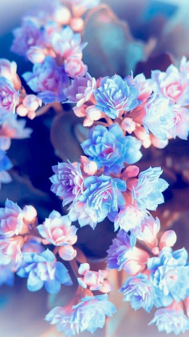 AMAZING FLOWERS LOCKSCREEN WALLPAPERS  Blue flower wallpaper