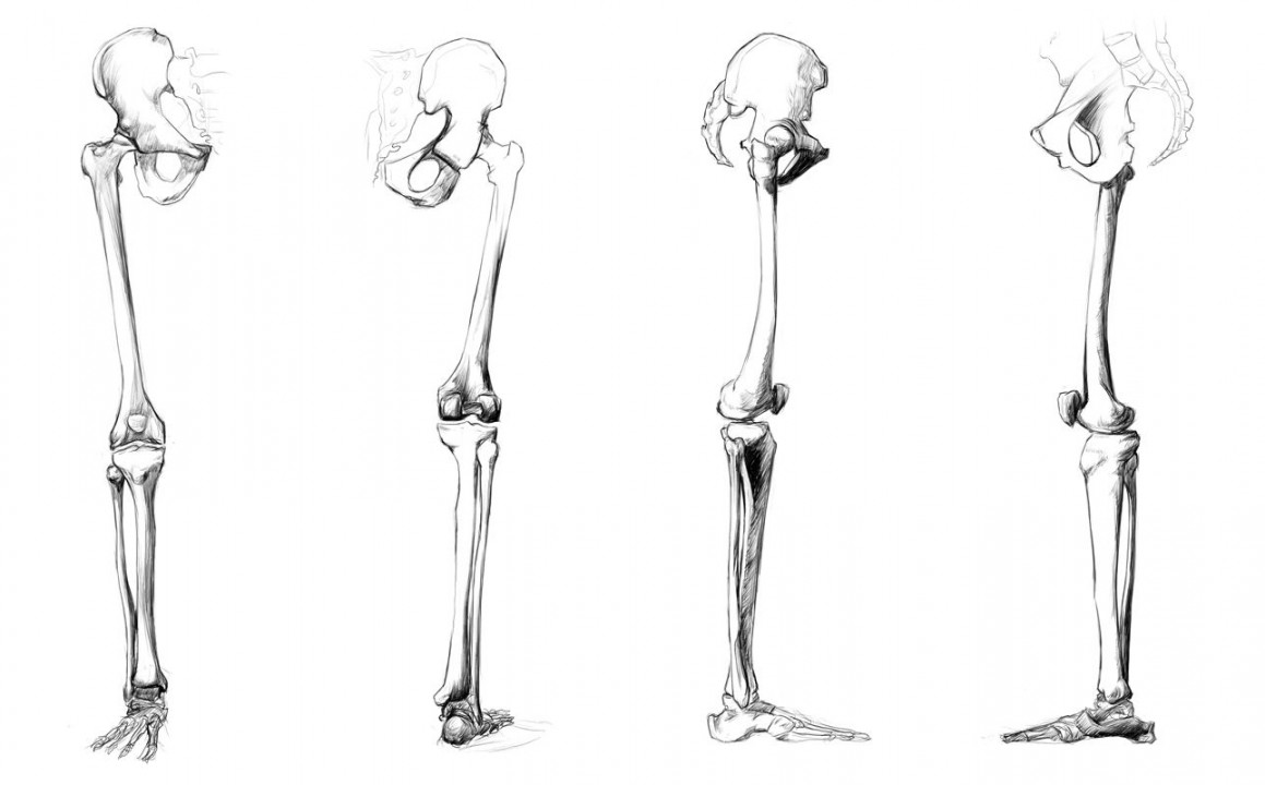 Anatomy Study - leg bones  Anatomy bones, Leg anatomy, Leg bones