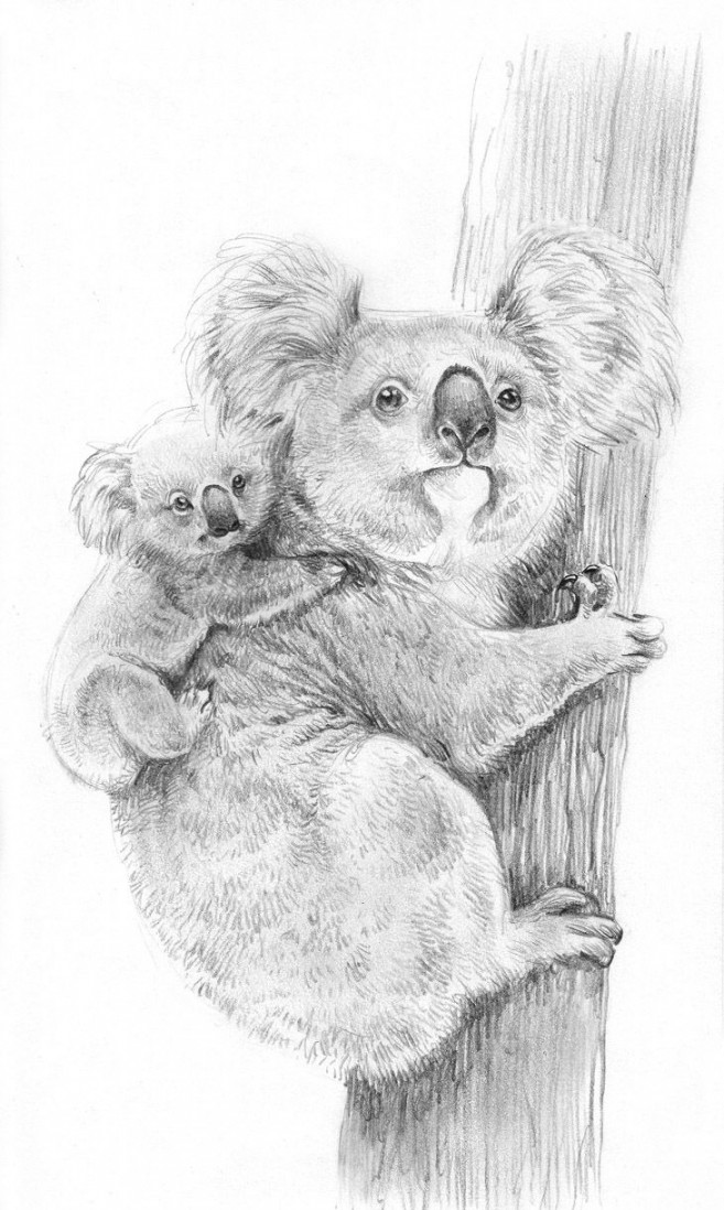 Animal drawings sketches, Realistic animal drawings, Koala drawing