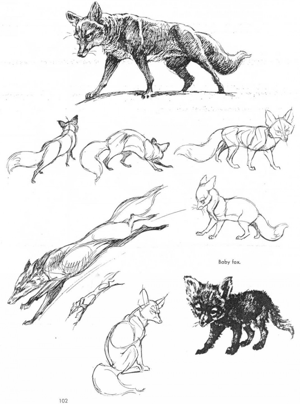 Art of Animal Drawing  Animal drawings, Anatomy sketches, Drawings