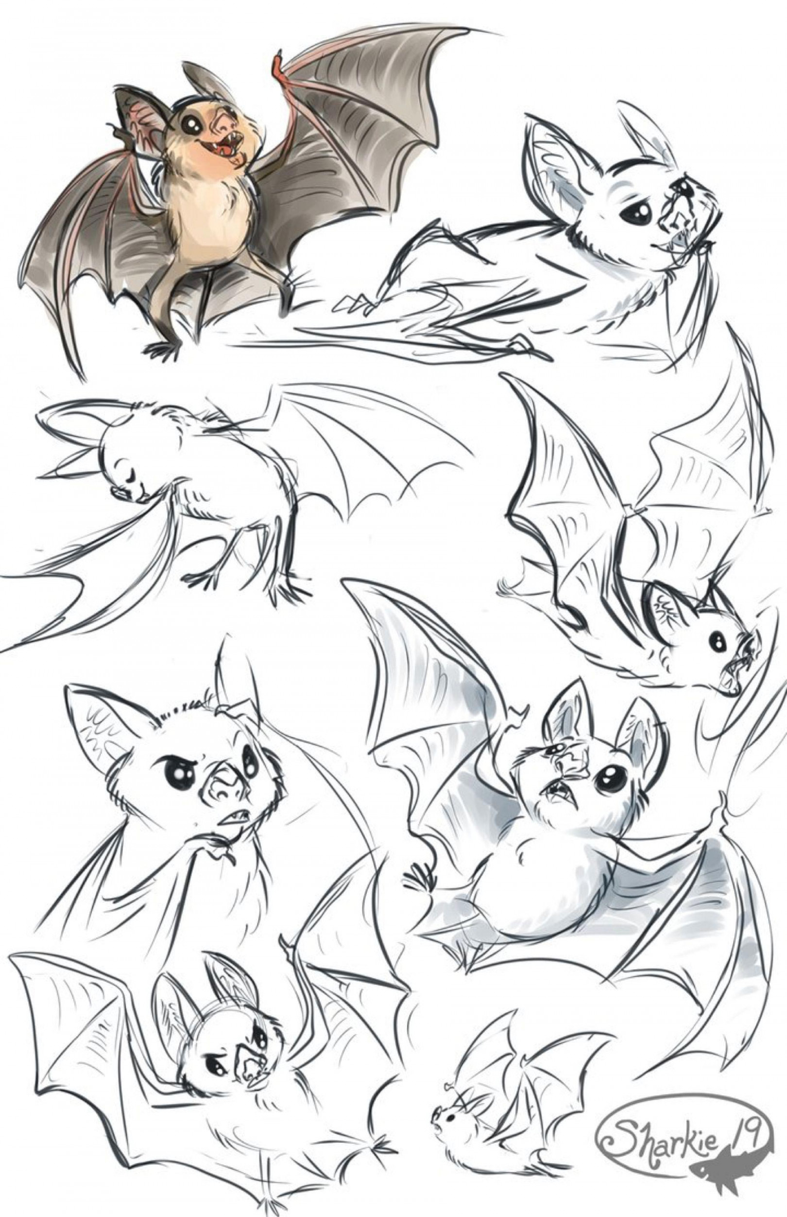 Bat Drawing Reference and Sketches for Artists