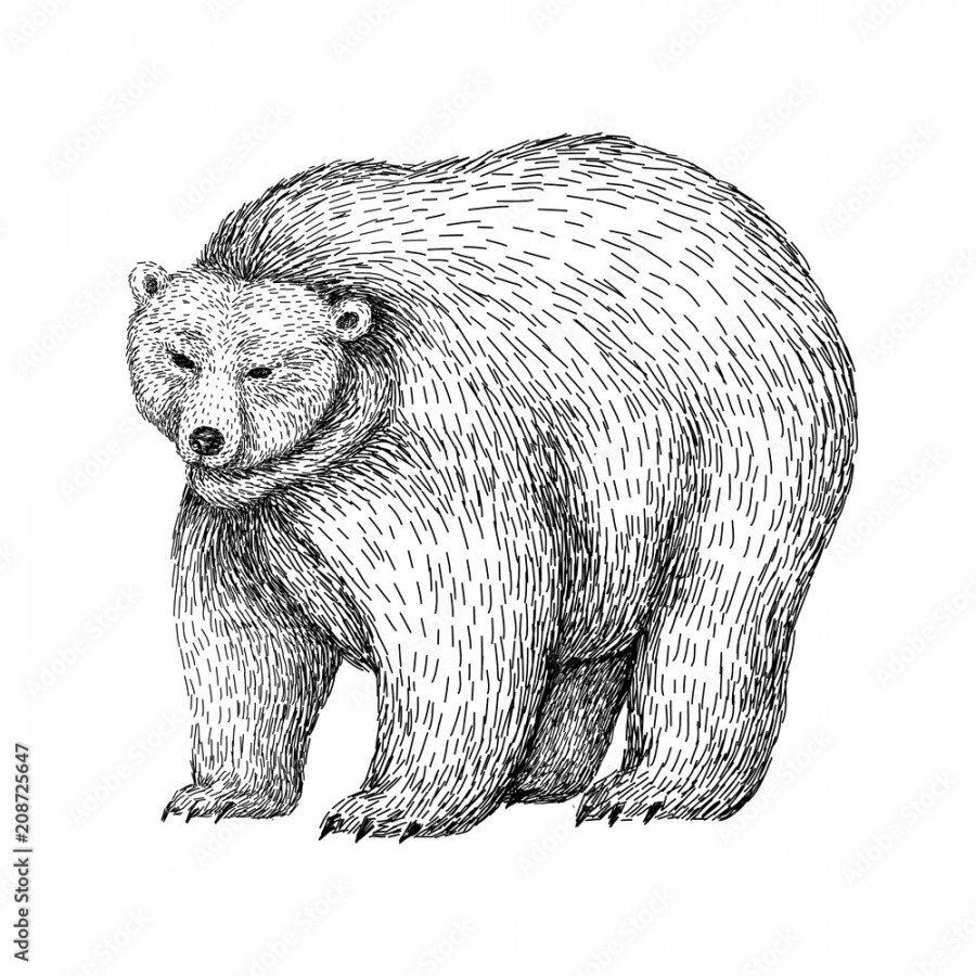 Bear sketch style