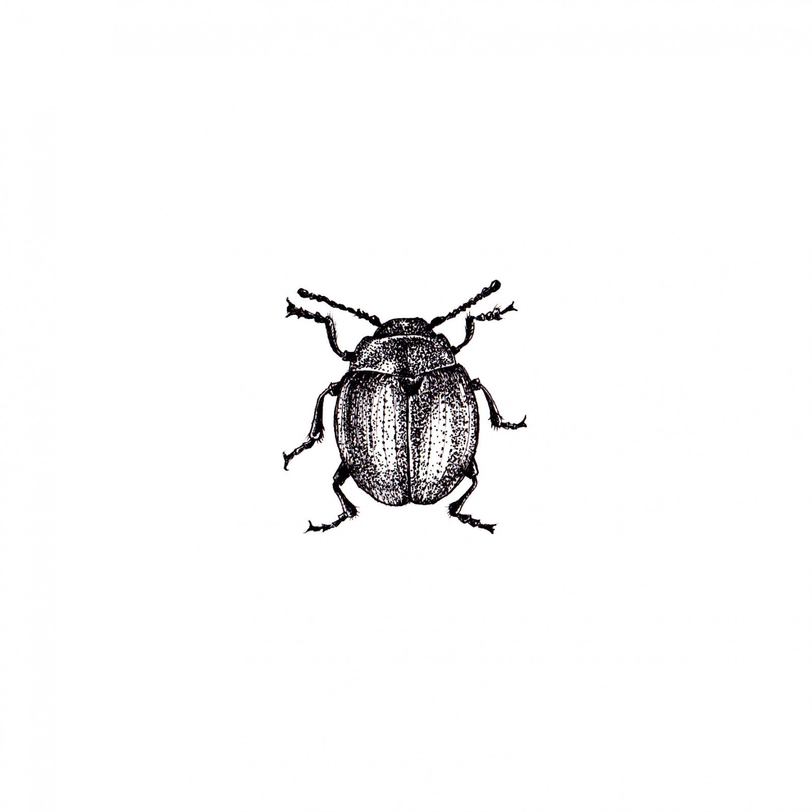 Beetles & Bugs — AWDesigns