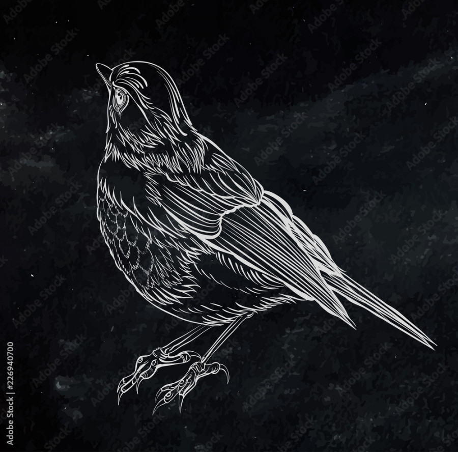 bird. Vector illustration isolated on black background