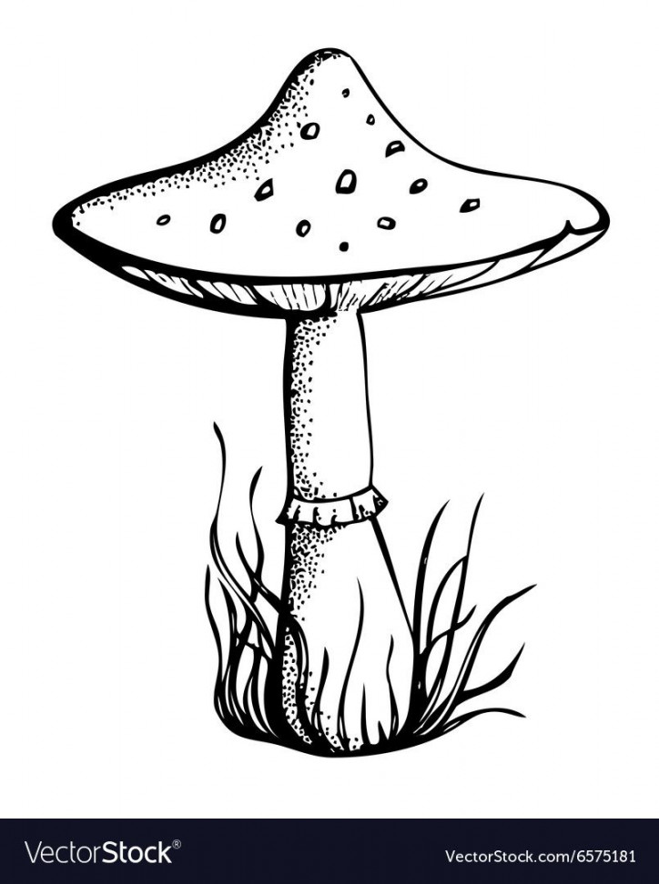 Black and white mushroom vector image on VectorStock  Mushroom