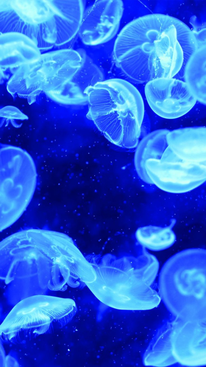 Blue Jellyfish Bioluminescence Android and iPhone Wallpaper