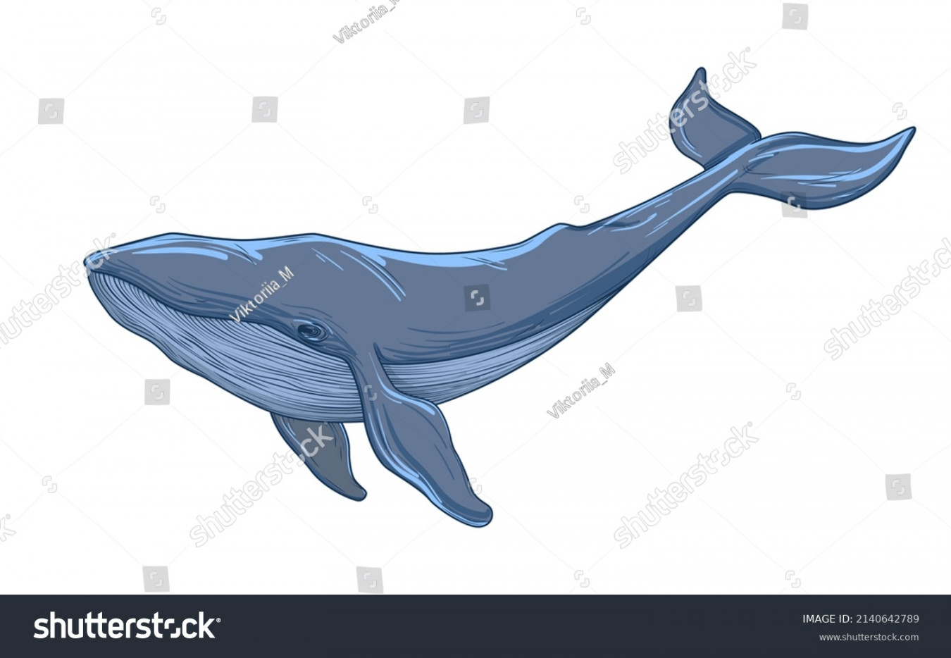 , Blue Whale Sketch Royalty-Free Images, Stock Photos