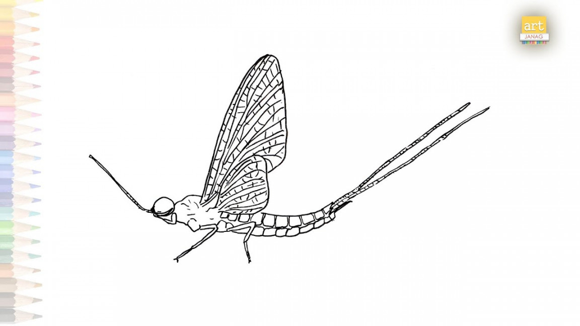 Brush Legged Mayfly drawing  Insect drawing videos  How to draw Brush  Legged Mayfly step by step