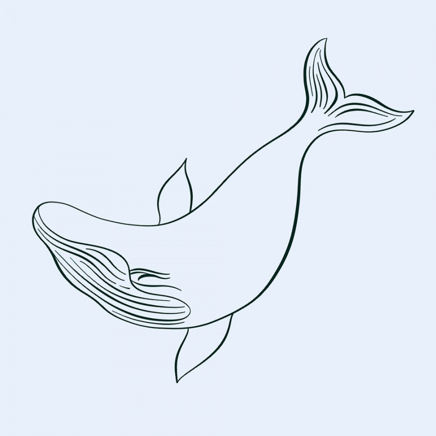 Calligraphy Whale Flourish Illustration  Molly Suber Thorpe