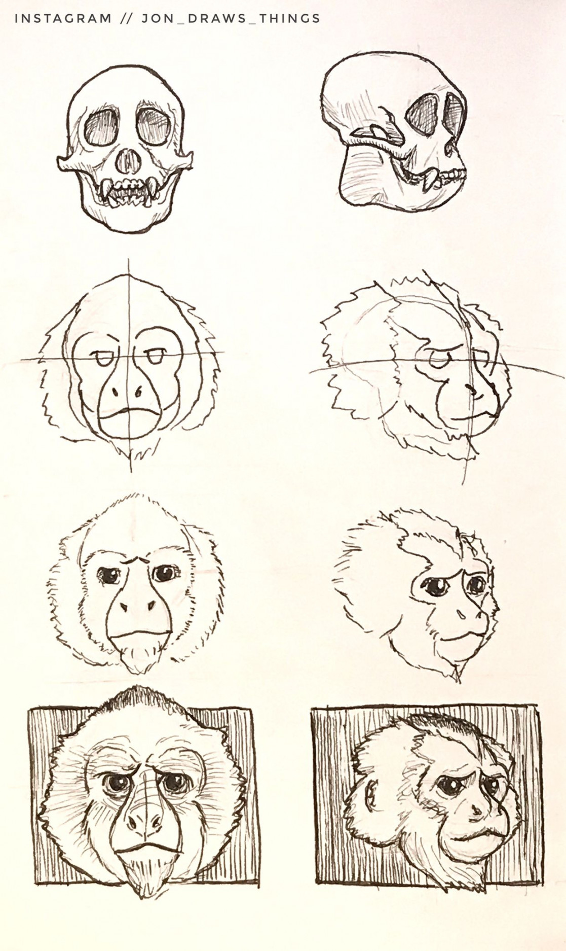 Capuchin Monkey Portrait and / Profile Drawing Reference