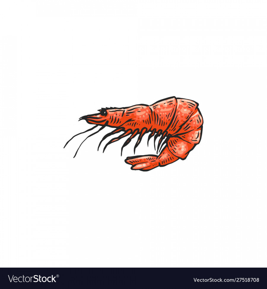 Cartoon shrimp drawing isolated on white Vector Image