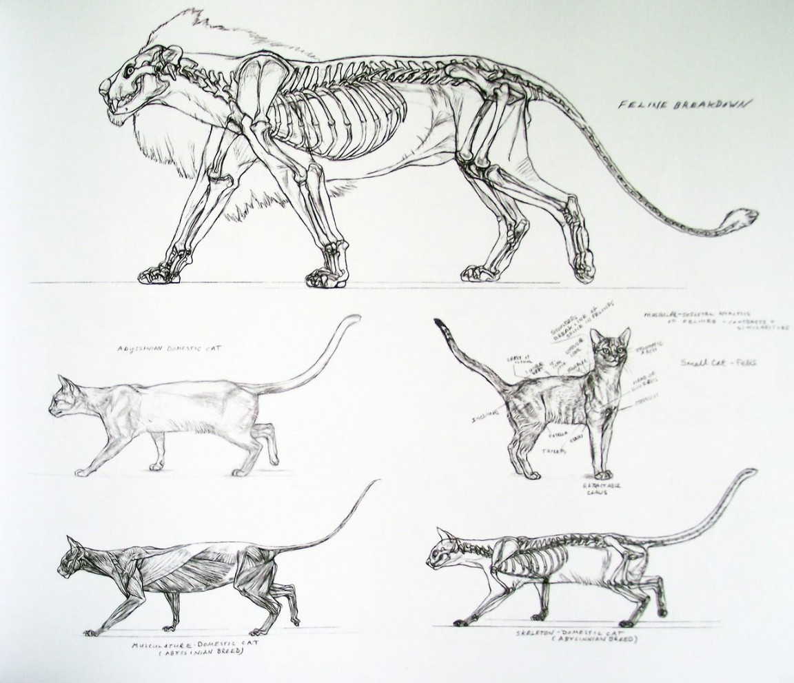 cats anatomy ref  Feline anatomy, Cat anatomy, Anatomy art