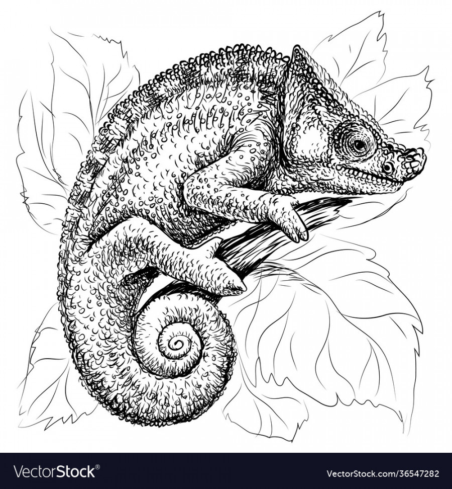 Chameleon a graphic black-and-white portrait Vector Image