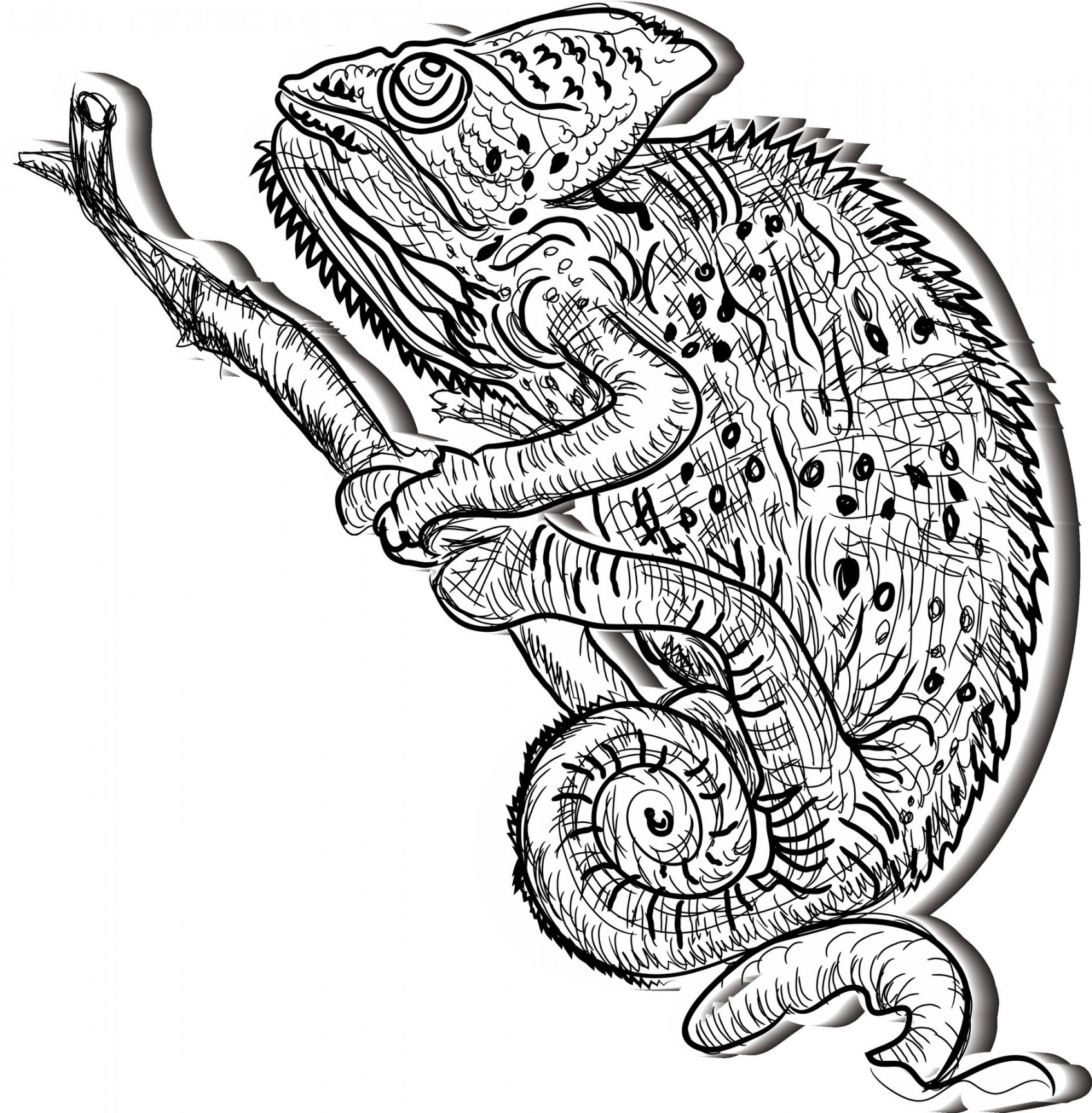 Chameleon black and white sketch vector art  Vector Art at