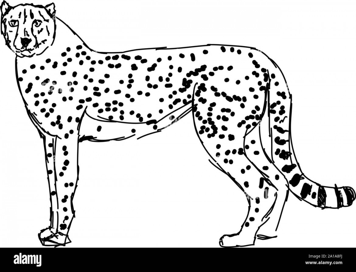 Cheetah drawing, illustration, vector on white background Stock