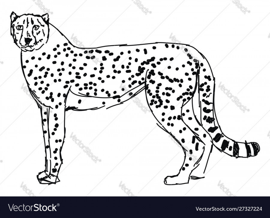 Cheetah drawing on white background Royalty Free Vector