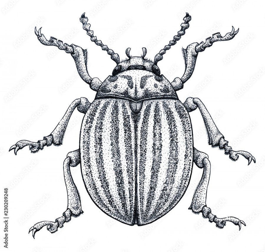 Colorado potato beetle tattoo art. Potato bug