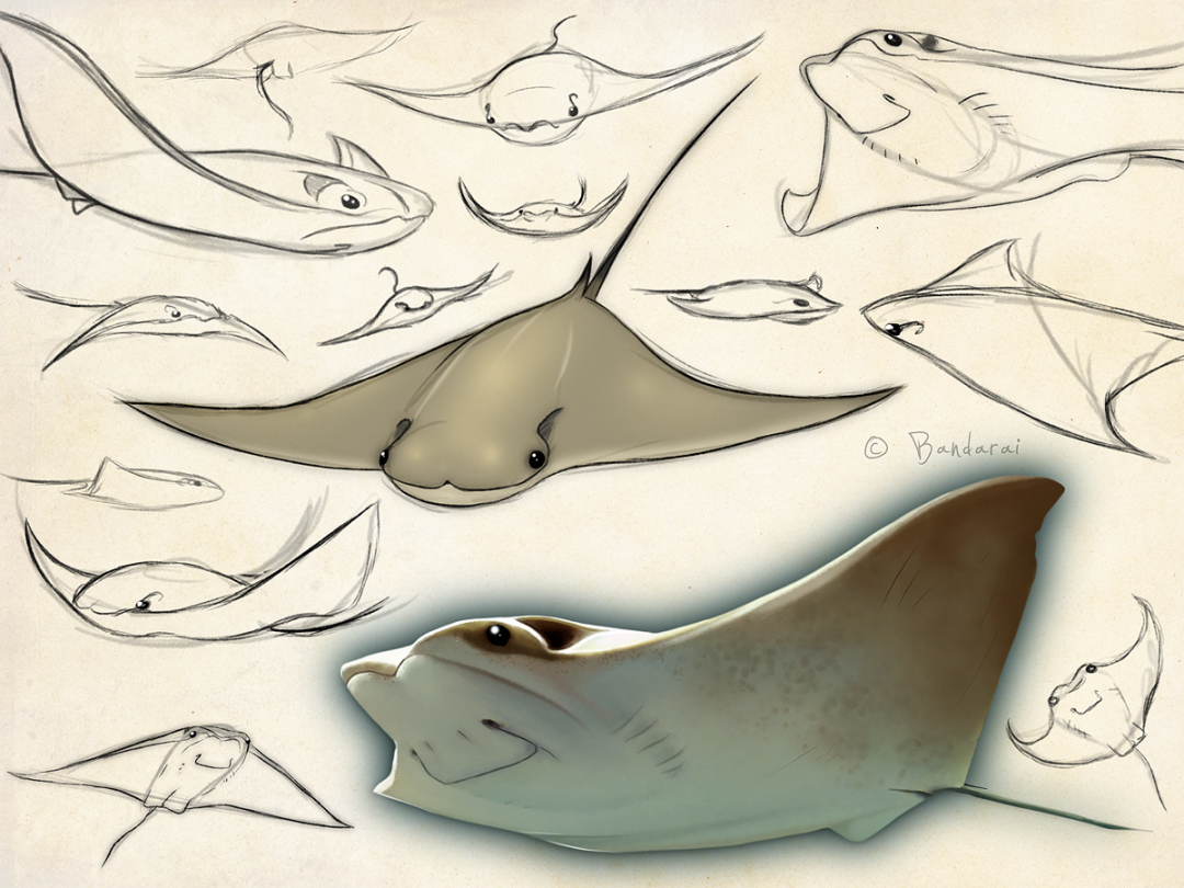 Cownose Stingray Sketch Page by Bandarai on DeviantArt