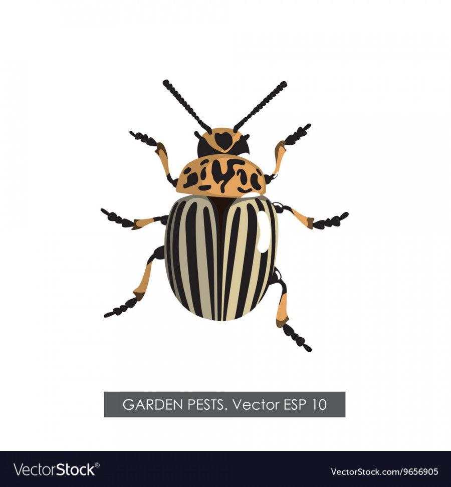 Detailed drawing of the colorado potato beetle Vector Image