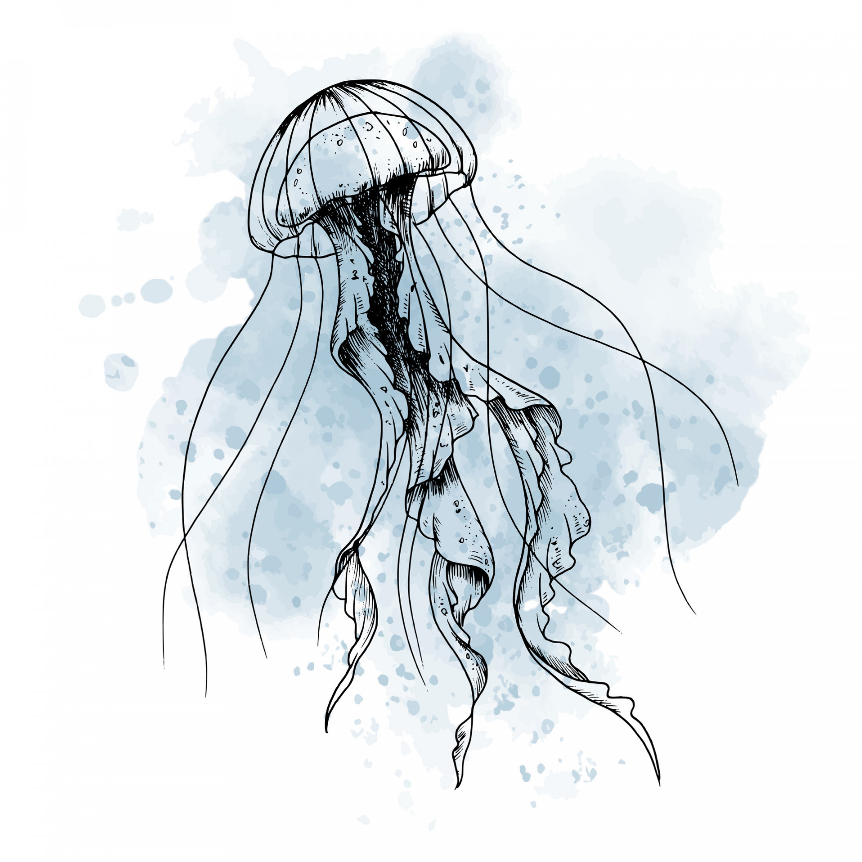 Drawing of Jellyfish with watercolor blue spot