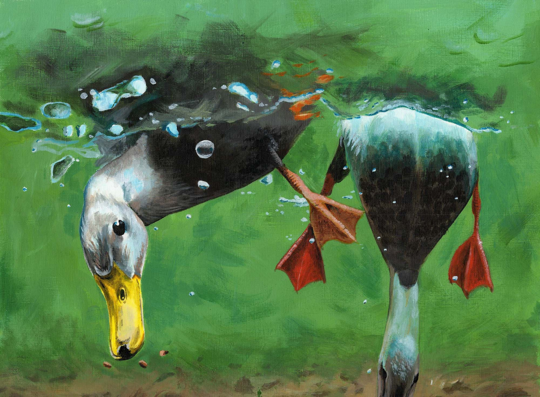 Ducks, Mallard ducks, ducks diving, diving, underwater, acrylic