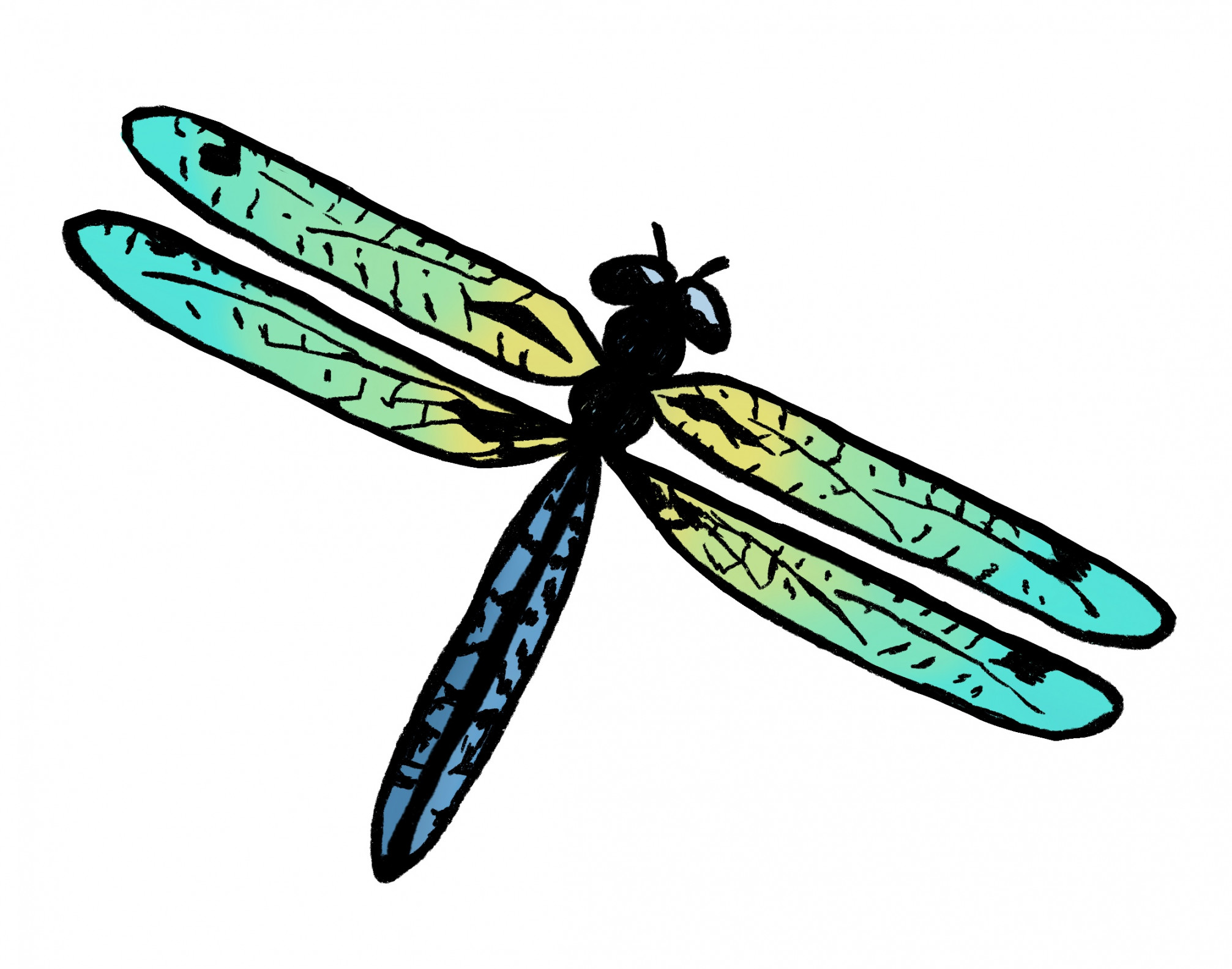 Easy Dragonfly Drawing: ( Steps)! - The Graphics Fairy