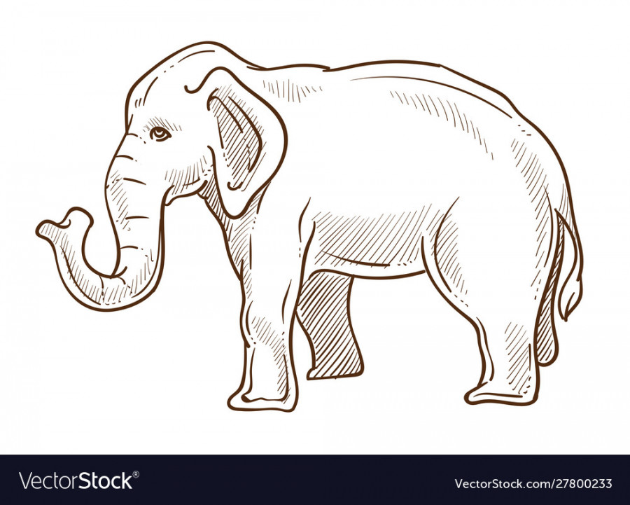 Elephant animal standing side view hand drawn Vector Image