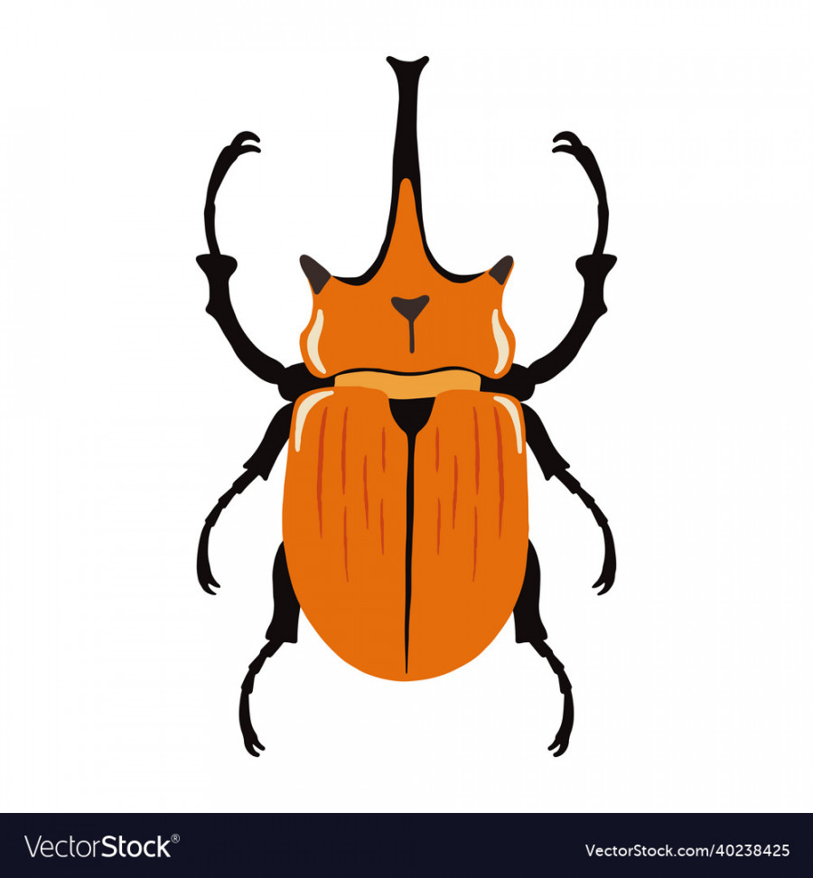 Elephant beetle bug drawn by hand vintage Vector Image