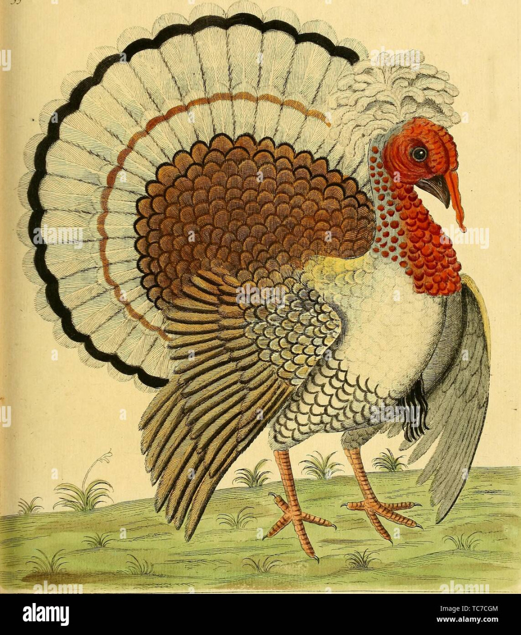 Engraved drawing of Crested Turkey, from the book 