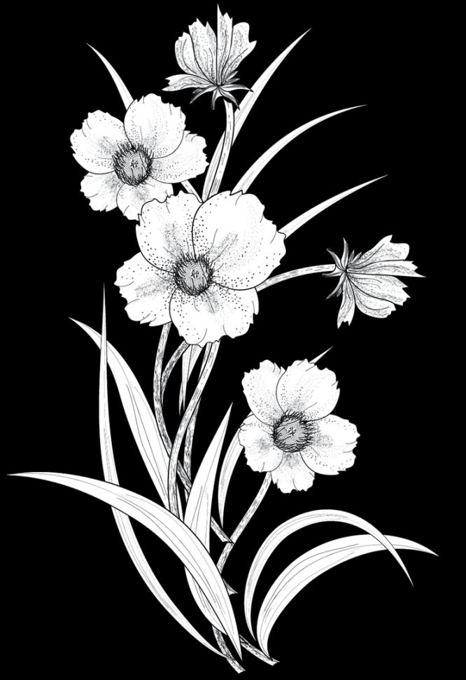 flowers  png by roula  라인아트, 꽃 디자인 그림, 라인 드로잉