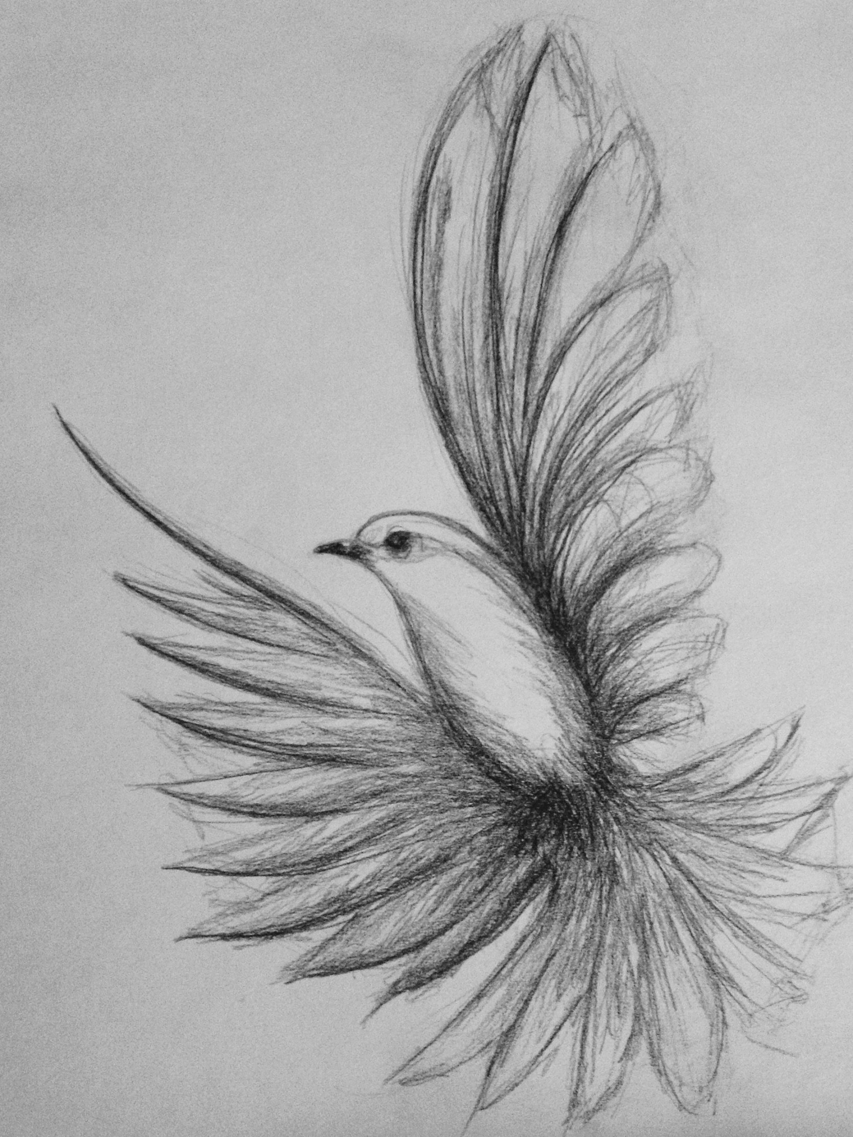 flying bird drawing Shazzad  Art drawings sketches simple, Art