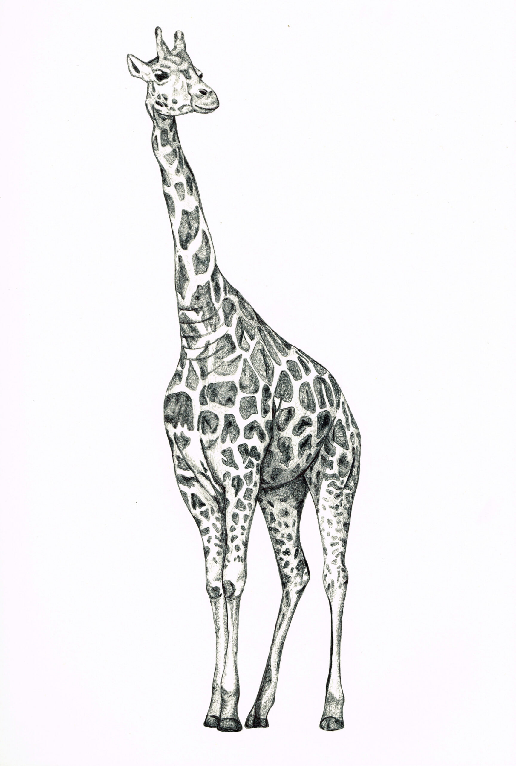 Giraffe Biro Drawing  Giraffe drawing, Giraffe art, Biro drawing