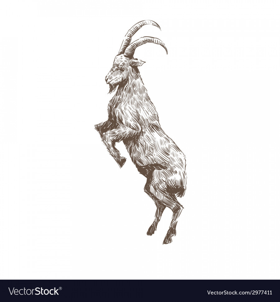 Goat abstract isolated Royalty Free Vector Image