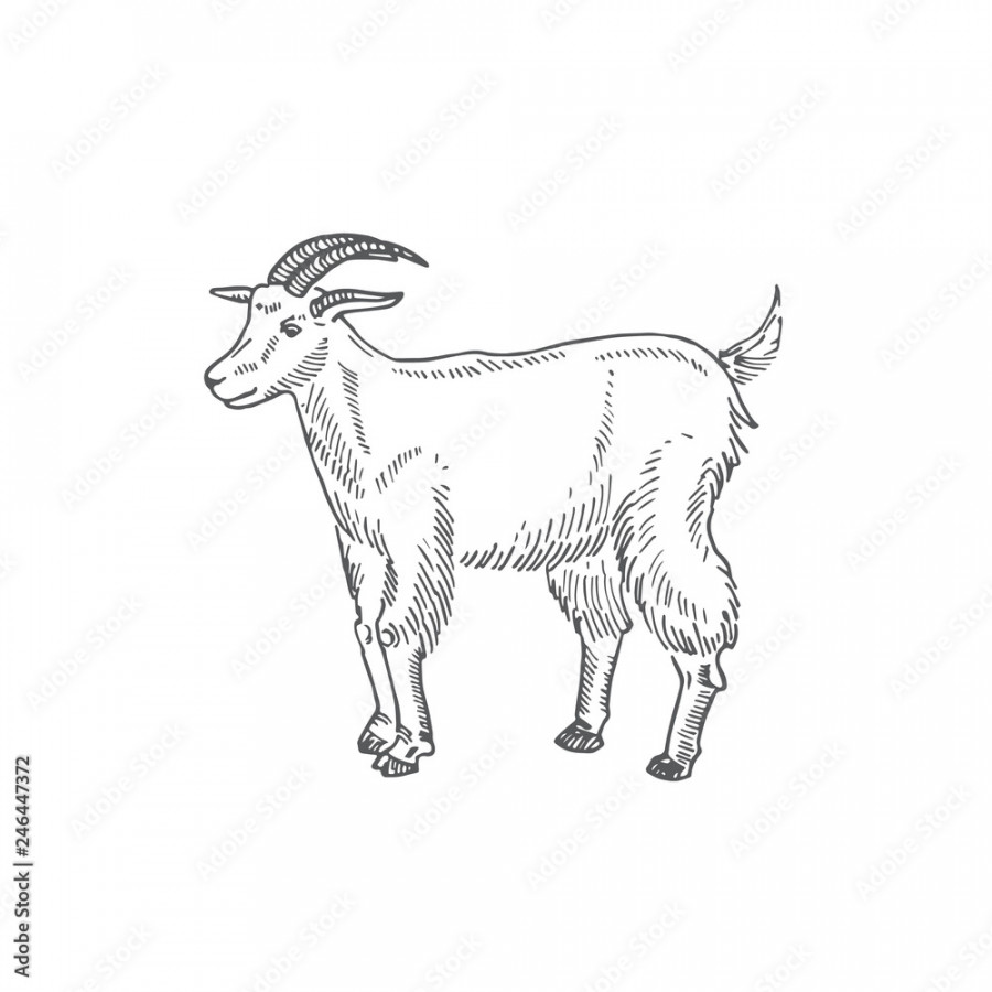 Goat Hand Drawn Vector Illustration