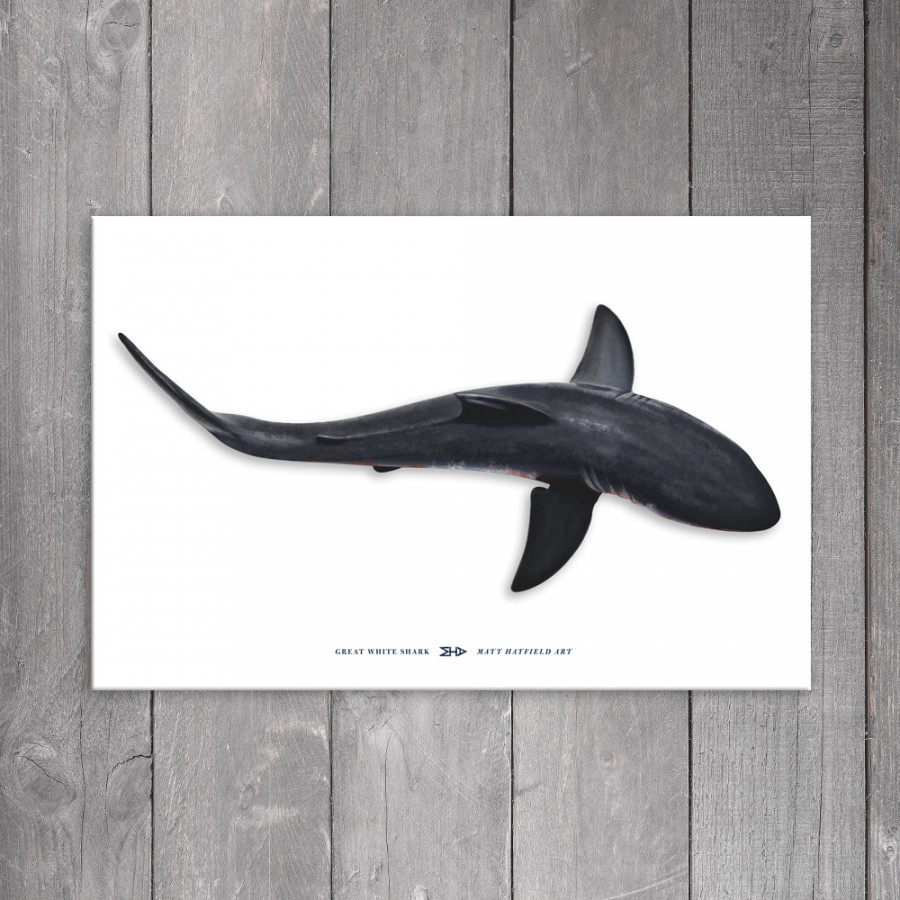 Great White Shark "View from Above" Canvas Art Print " x