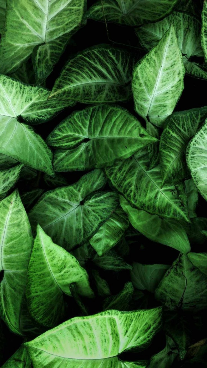 Green iphone wallpaper HD leaf background plants leaves nature