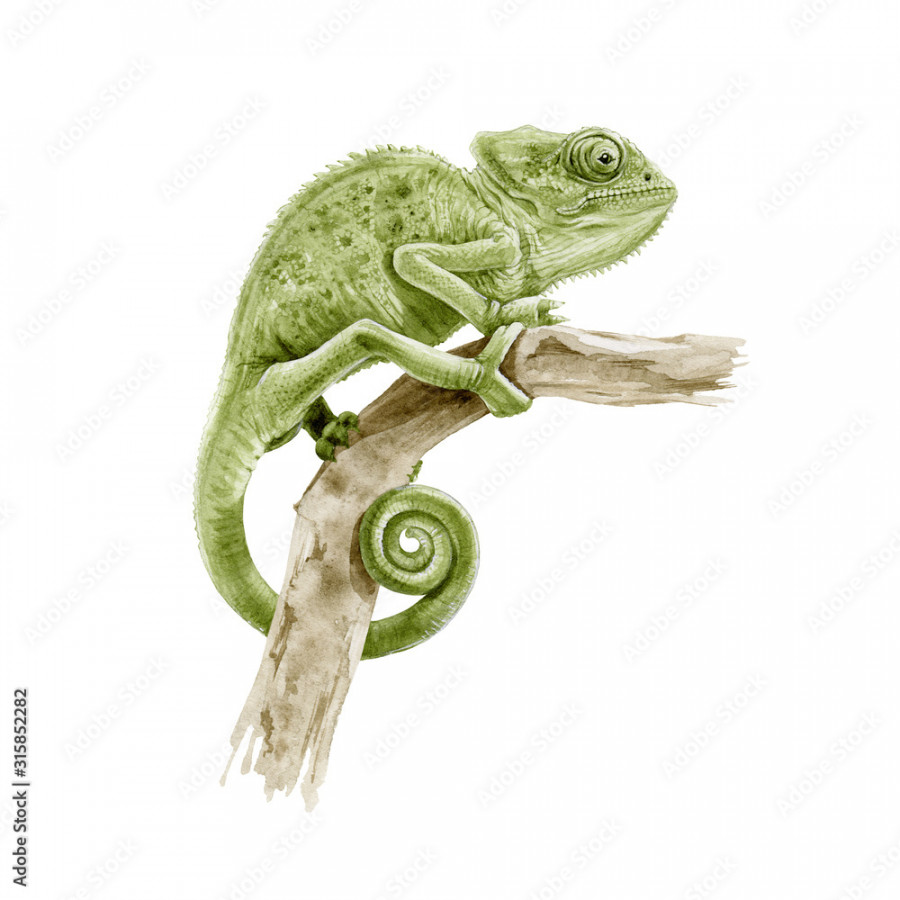 Green panter chameleon on the branch watercolor illustration