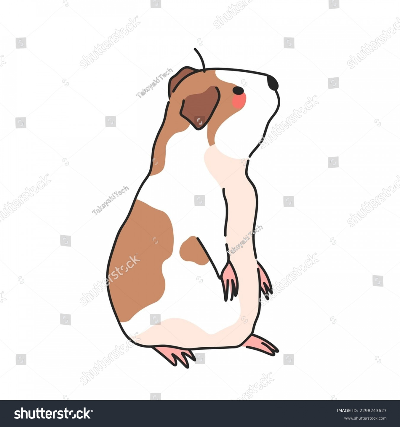 Guinea Pig Standing Stock Photos and Pictures - , Images