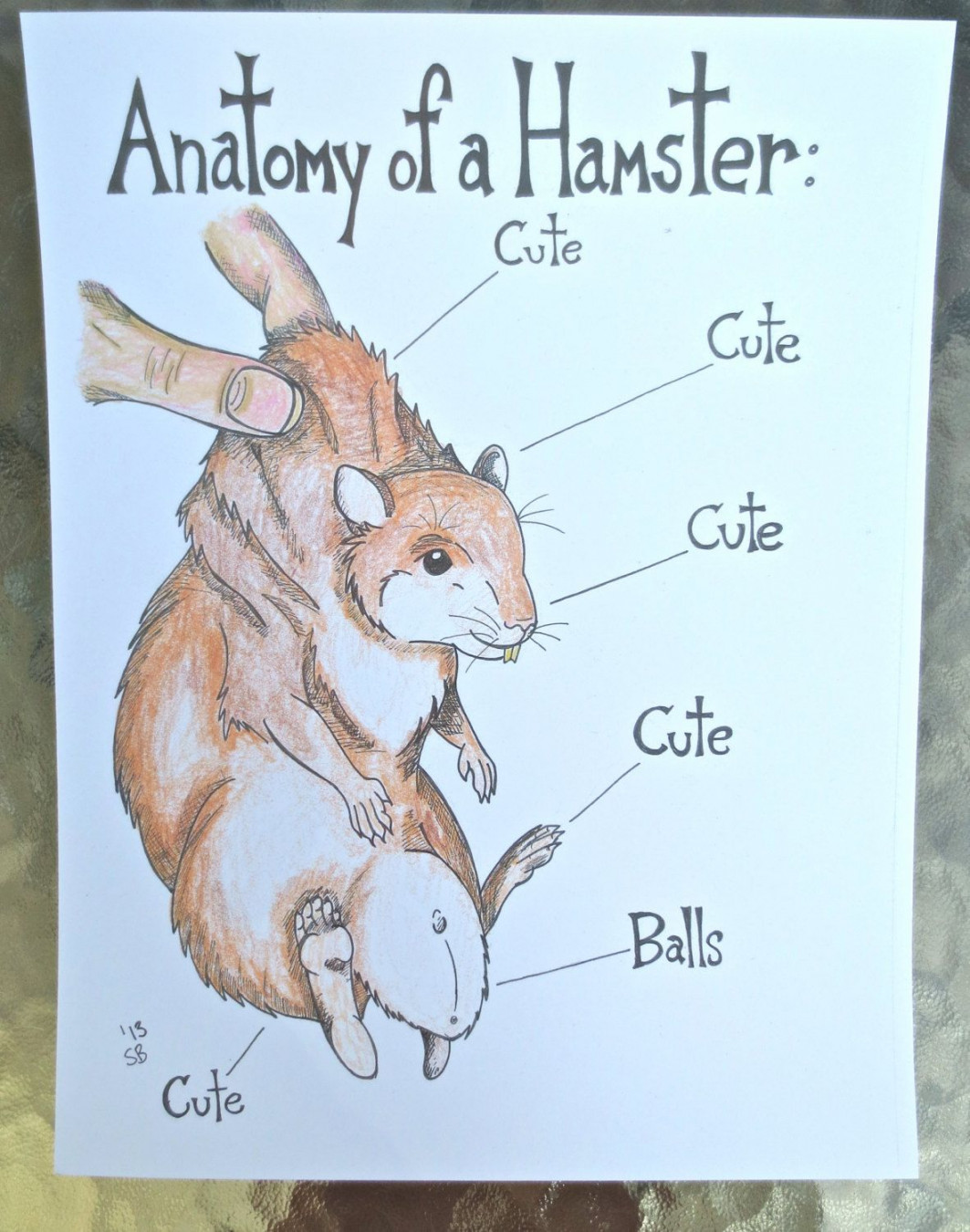 Hamster Art Print Anatomy Artwork Illustration Humor  Etsy