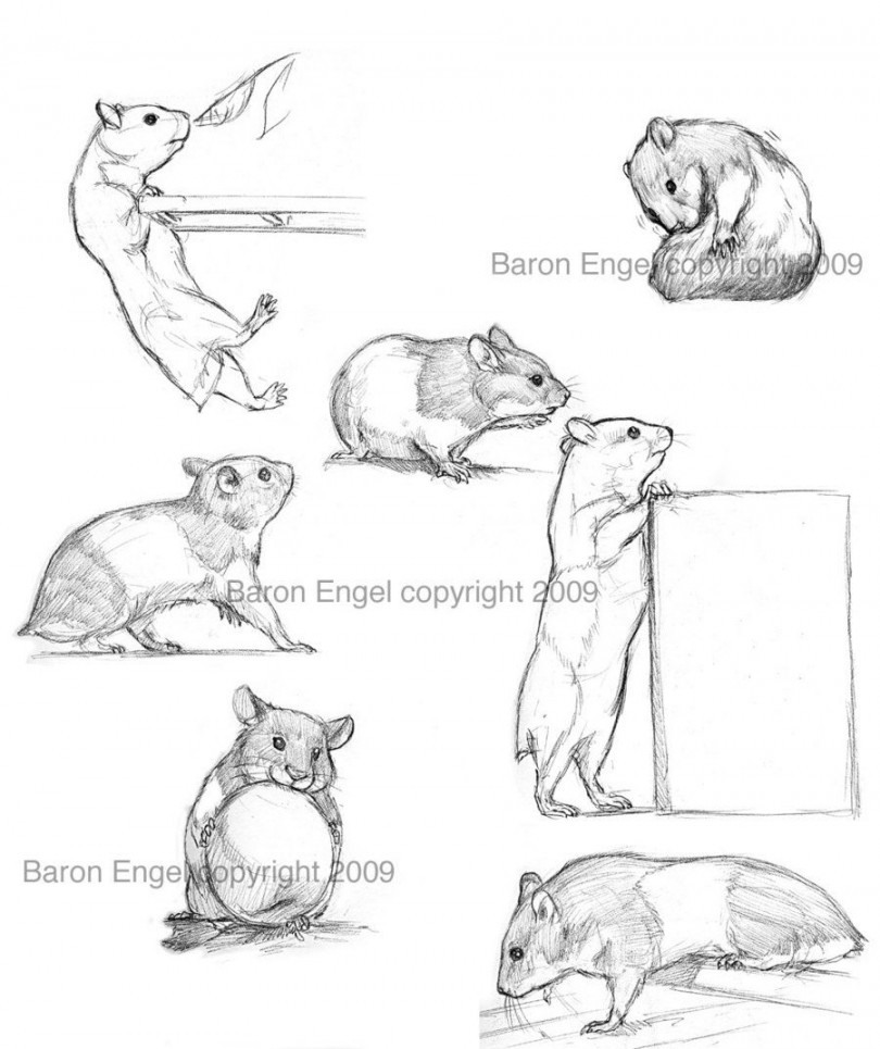 Hamsters  by Baron-Engel on deviantART  Hamster, Animal