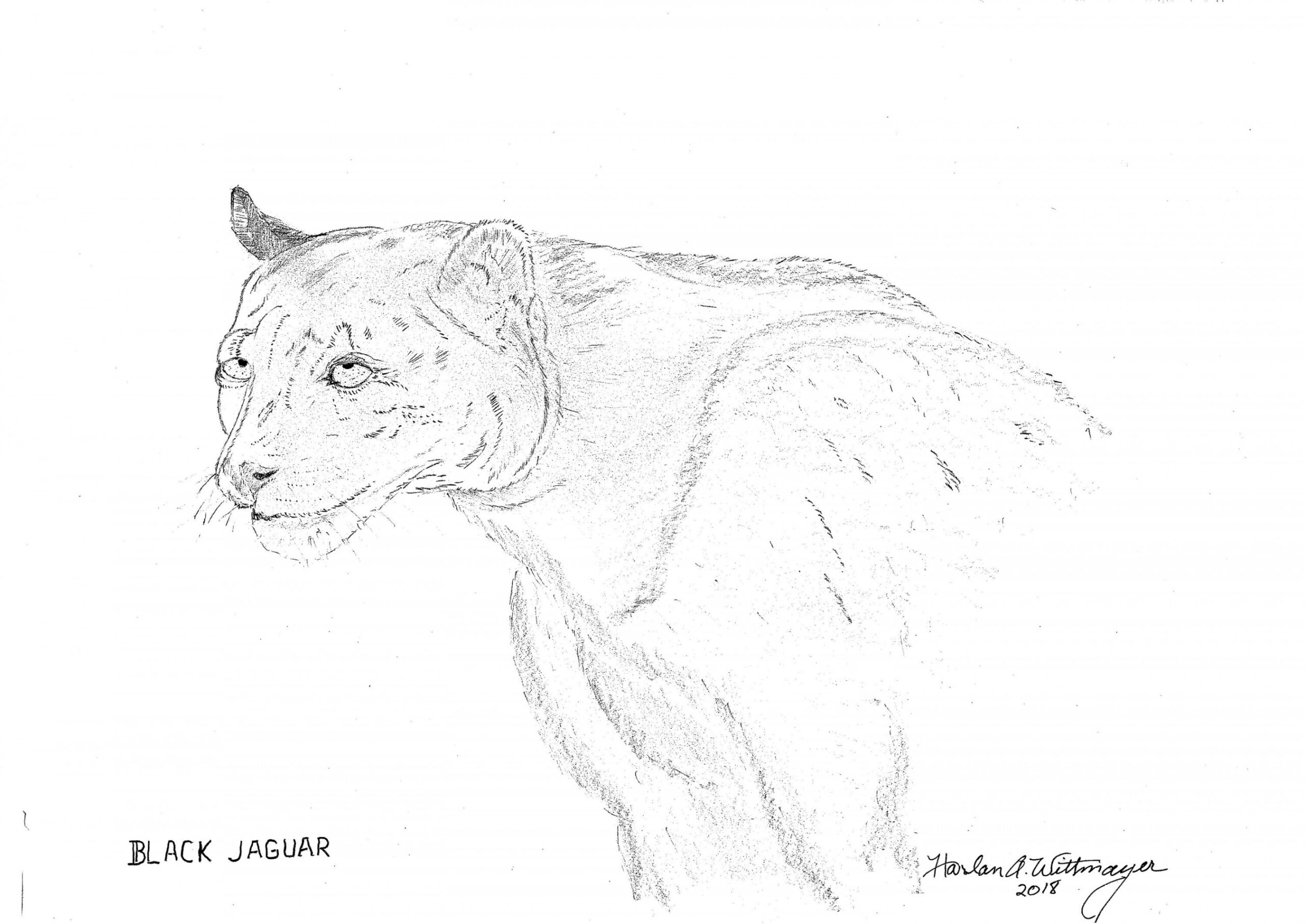 Hand Drawn Harlan A. Wittmayer Black Jaguar Sketch